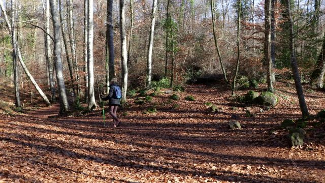 View of a lady with hiking sticks walking through a beech forest in the middle of winter. Olot,  Catalonia, Spain