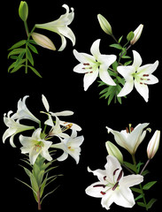set of four white lily branches isolated on black