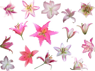 sixteen pink lily flowers isolated on white