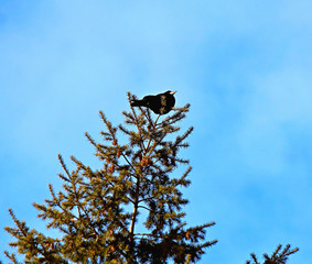 crow