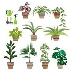 set of indoor plants. ten popular types of plants and their care items. the flat pattern.  vector illustration. EPS 10.