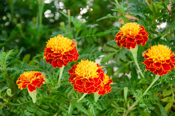 Bright red marigold flowers on bokeh background