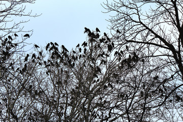 flock of ravens