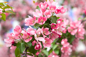 Delicate wild Apple blossoms, lovely spring blooming tree branches - 324507790