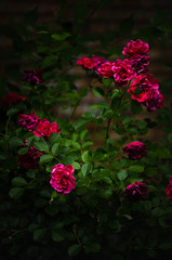 Bright pink roses on dark background