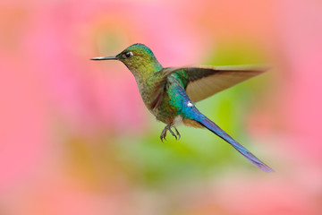 Fototapeta premium Hummingbird Long-tailed Sylph eating nectar from beautiful pink flower in Ecuador. Bird sucking nectar from bloom. Wildlife scene from tropical forest. Birdwatching in South America.