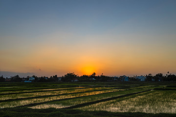 Fototapeta na wymiar Green field at sunrise. Rice field under sun light at spring time.