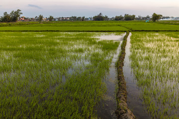 Obraz premium Green field at sunrise. Rice field under sun light at spring time.