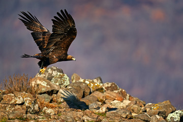 Eastern Rhodopes rock with eagle.       Flying bird of prey golden eagle with large wingspan, photo...