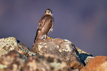 Sparrowhawk, Accipiter nisus, sitting on the stone rock in the mountain habitat, Rhodopes,...