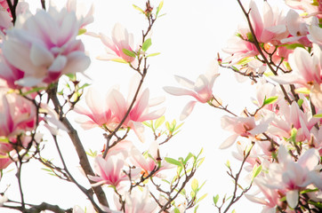 Springtime background big blooming magnolia