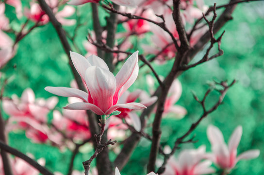 Springtime background big pink flowers of magnolia on bokeh background of green leaves
