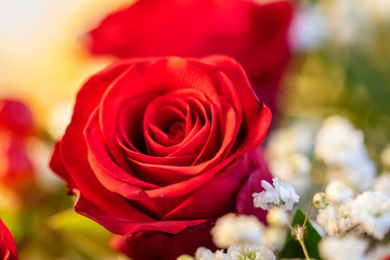 Rote Rose im Blumenstrauße mit Bokeh