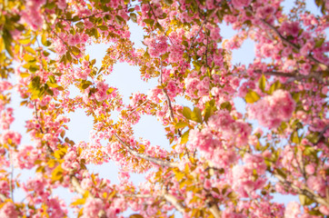 Obraz na płótnie Canvas Blooming background vivid pink sakura flowers