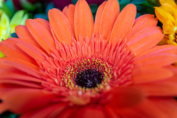 Nahaufnahme Gerberablüte