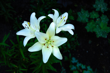 White lily flowers on black and green background
