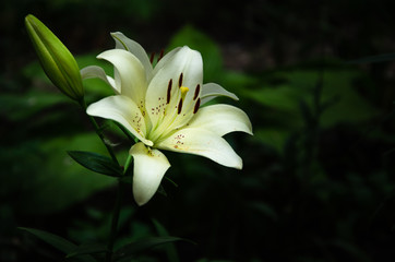 White lily flowers on black and green background