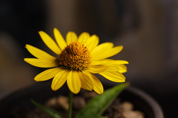 Yellow camomile in a pot. Close up 