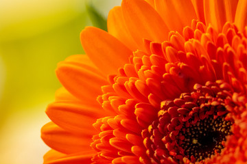 Nahaufnahme Gerbera-Blüte