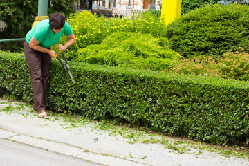 A woman is cutting off the green bushes. Woman gardener. The gardener takes care of the garden.