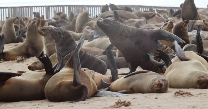 Cape Cross seal colony, lots of wild seals on the beach are resting, 4k