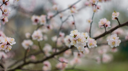 Fototapeta na wymiar Apricots in Bloom Spring background Beautiful nature scene