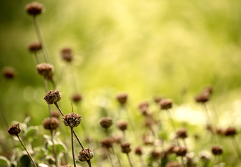Natural abstract sunny background