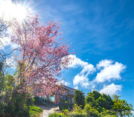 Cherry blossom along dirt road leading into the village in the countryside plateau welcome spring