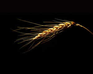 spike of golden wheat close-up on a black background