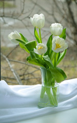 spring delicate bouquet of white tulips in a glass curved glass on the window