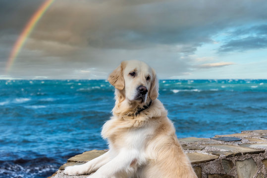 Champion Golden Retriever Posing at the Mediterranean Sea with Rainbow