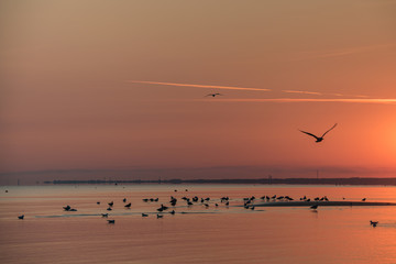 sunrise in summer, baltic sea at jurmala