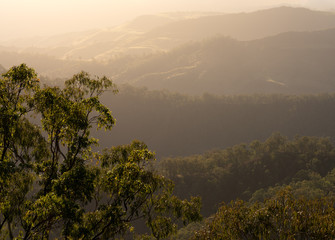 High mountain outlook with gum tree and fading layers of ridges into the distance