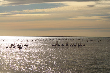 Pink famingo in Villeneuve les Maguelone lagoon, a seaside resort in the south of Montpellier, Herault, France