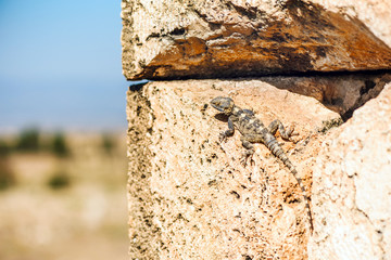 Starred agama l izard on a ancient stone in Pamukkale.