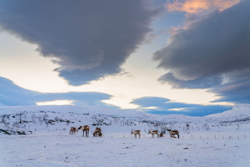 reindeer looing for food under the deep snow cover in the mountains of Finnmark county in Northern Norway