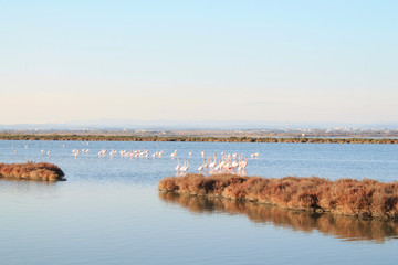 Pink flamingo in the Grec lagoon in Palavas les flots in the south of Montpellier, France