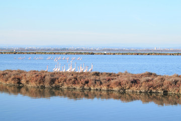 Pink flamingo in the Grec lagoon in Palavas les flots in the south of Montpellier, France