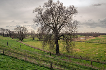 Tall tree contrasts with the cloudy sky