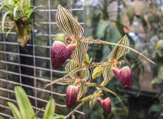 Paphiopedilum rothschildianum, Gold of Kinabalu orchid or Rothschild's slipper orchid