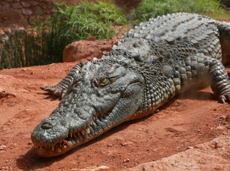 Closeup of crocodile