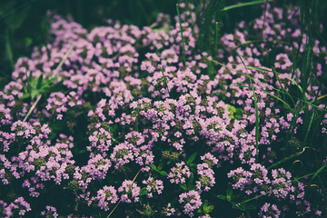 Thymus with flowers