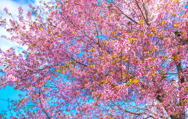 Fototapeta na wymiar Cherry apricot branches bloom in the spring sunshine with an impressive blue sky