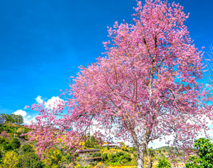 Fototapeta premium Cherry apricot branches bloom in the spring sunshine with an impressive blue sky