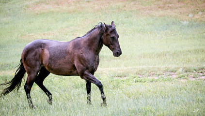 Prancing in the Rain