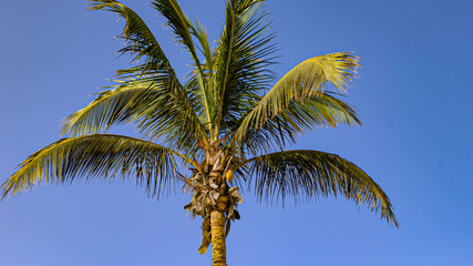 Der Blick in den blauen Himmel durch die Wedel der Palmen