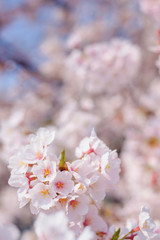 Fototapeta premium 桜の花