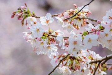 桜のアップ