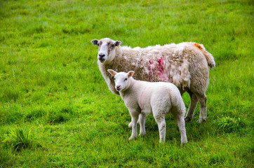 Sheep and lamb pasture on the green field. Ewe sheep and single lamb looking on spring grass. Sheeps in a meadow. Sheep and Small Ewe.
