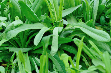 Green leaf lettuce in growth at vegetable garden